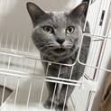 撫でられるの大好き♡ビビリだけど甘えん坊のエヴァ