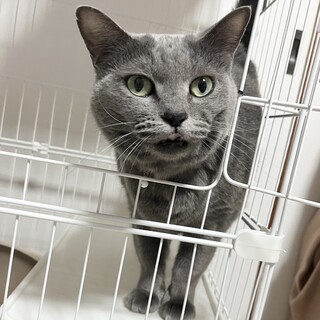 撫でられるの大好き♡ビビリだけど甘えん坊のエヴァ