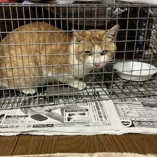 茶トラ白の大人しい男の子