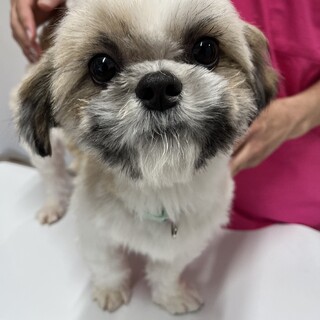 フワフワ⭐︎優しいシーズー⭐︎シー君