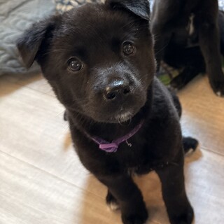 つよつよ女子の「まいちゃん」