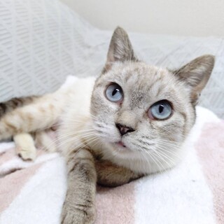 の～んびり❤抱っこ大好きラムちゃん