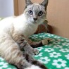 の～んびり❤抱っこ大好きラムちゃん サムネイル2