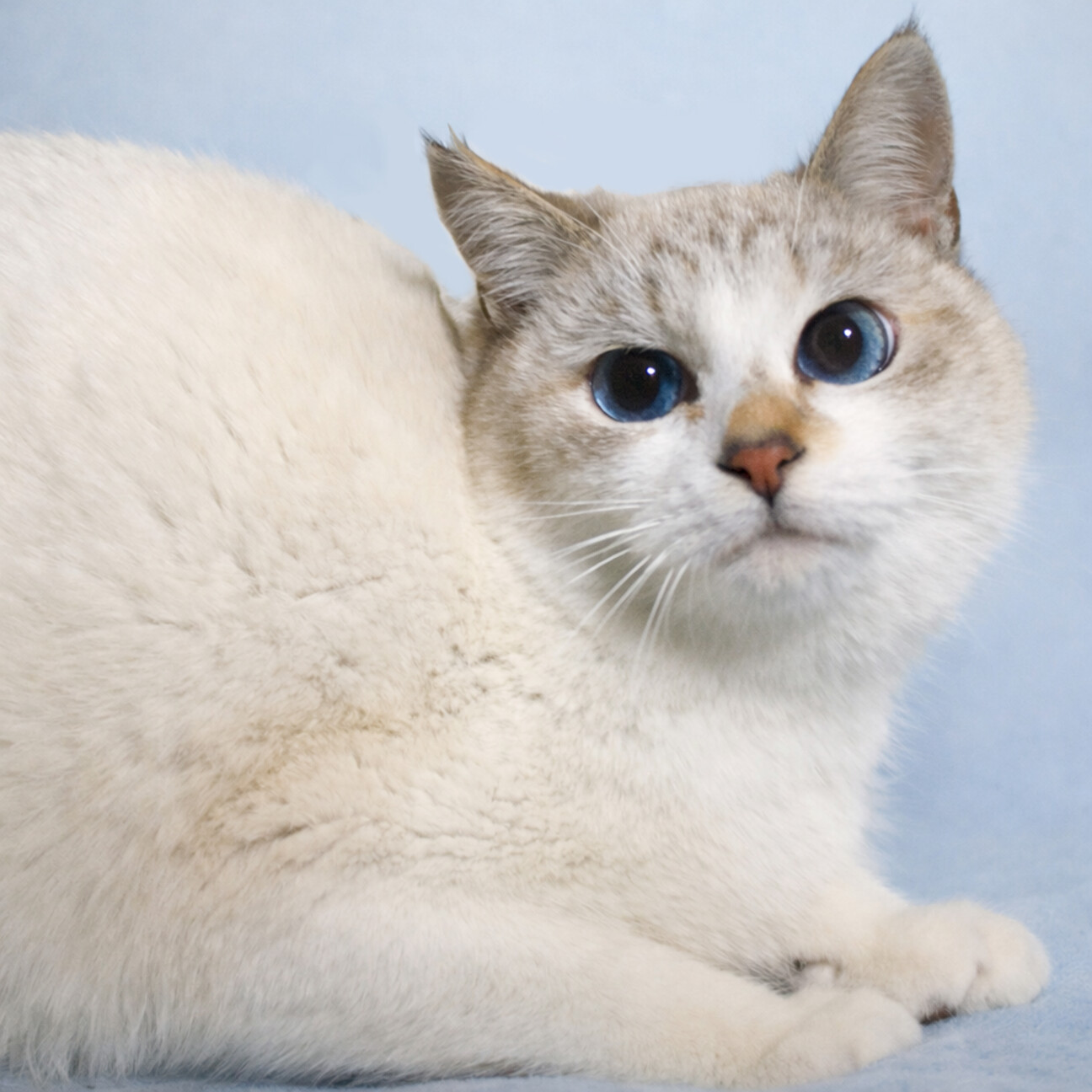 優雅なグレーヘアーとブルーの目が美しいシャム猫のフィギュリン 優雅なグレーヘアーとブルーの目が美しいシャム猫のフィギュリン