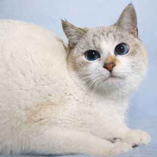 ブルーアイ！シャムMIX『トパーズ君』９カ月