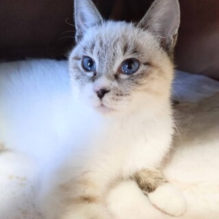 趣味：人間観察❤甘えっこの青ちゃん