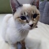趣味：人間観察❤甘えっこの青ちゃん サムネイル2