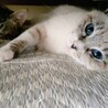 趣味：人間観察❤甘えっこの青ちゃん サムネイル3