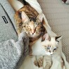 趣味：人間観察❤甘えっこの青ちゃん サムネイル4