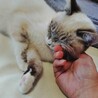 趣味：人間観察❤甘えっこの青ちゃん サムネイル5