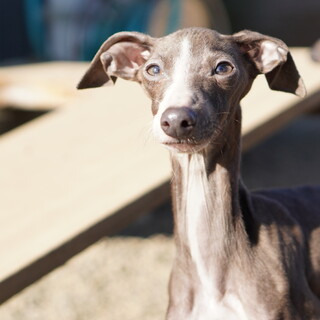 イタグレ　マオ