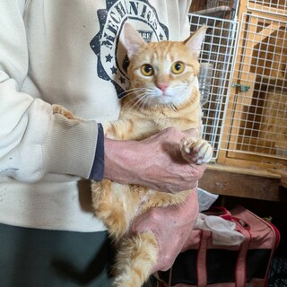 急募！劣悪な環境で檻の中に閉じ込められている猫達