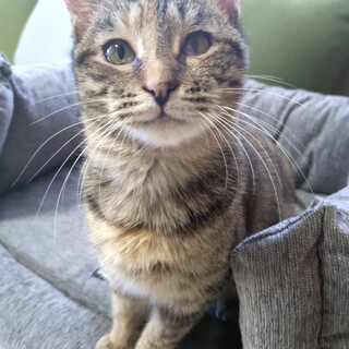 膝のうえ大好きな❤甘えっこの麦ちゃん