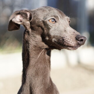 イタグレ　ミロ