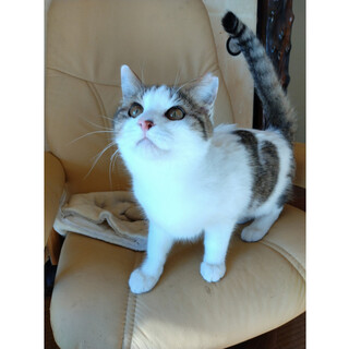 とにかく可愛いキジ白男の子、コメ太くん♪