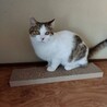 とにかく可愛いキジ白男の子、コメ太くん♪ サムネイル4