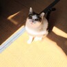 とにかく可愛いキジ白男の子、コメ太くん♪ サムネイル5