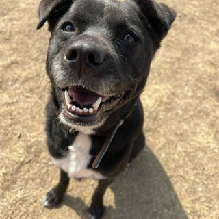 ひたむきガール✿Vega