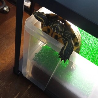 ミシシッピアカミミガメの里親募集します！