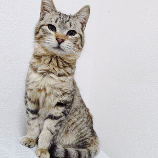 ほんわかフレンドリー男子★ルル