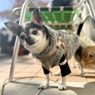 ツンデレチワワの福くん