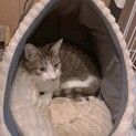 元野良猫のオス4歳。甘えん坊です。