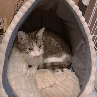 元野良猫のオス4歳。甘えん坊です。