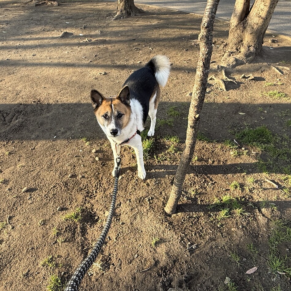 コノのカバー写真