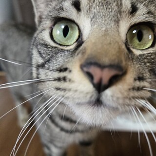 猫の休憩所☆もずく