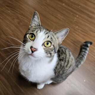 猫の休憩所☆めかぶ