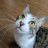 猫の休憩所☆めかぶ サムネイル2