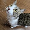 猫の休憩所☆めかぶ サムネイル3