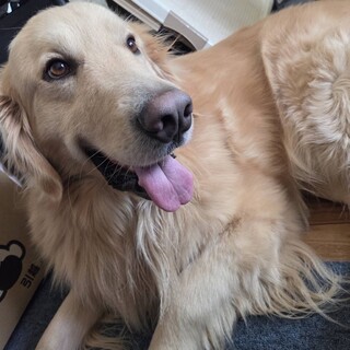 人懐っこいロンくん