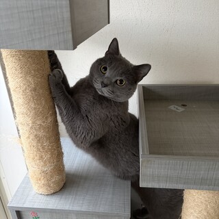 里親募集します