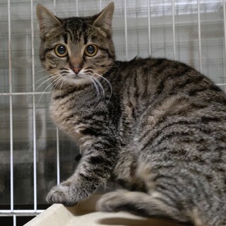 目がまんまるな幸せ運ぶ “よつば” ちゃん♡