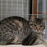 目がまんまるな幸せ運ぶ “よつば” ちゃん♡ サムネイル2