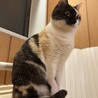 ピノタリアン
