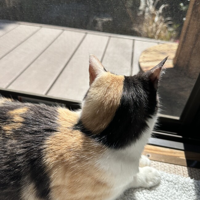 ピノタリアンのカバー写真