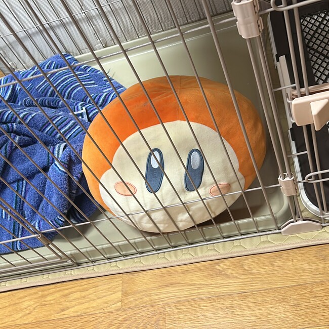 ぽPのカバー写真