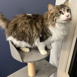 ふわふわゴージャス‪‪❤︎‬甘えん坊のハビン君 