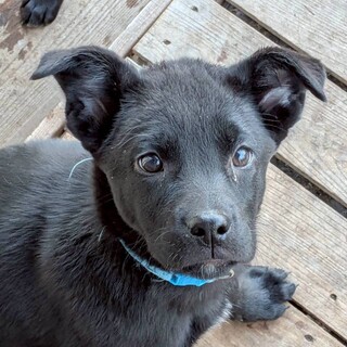 生後3カ月の野犬子犬らいくん
