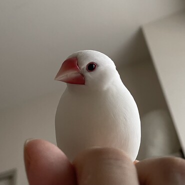 白文鳥♂ももたはいつもそばに居る
