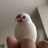 白文鳥♂ももたはいつもそばに居る