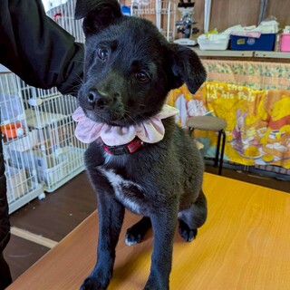 生後3カ月の野犬の子犬の女の子