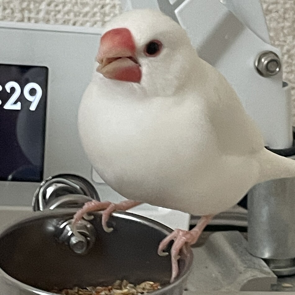 ももた(桃太)のカバー写真