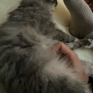 純血ホーランドロップ　女の子