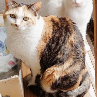 シニア◼️慎み深い三毛◼️アンズ