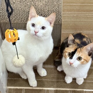 【4/5三田】おやつの美味さに目覚め！人慣れ途中