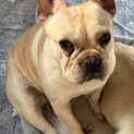【急募】フレンチブルドッグ 1歳 男の子 クリーム