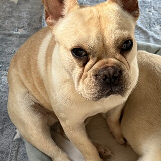 【急募】フレンチブルドッグ 1歳 男の子 クリーム